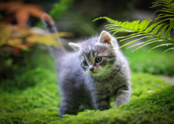 kuromi:fox5ydxdt58= hello kitty